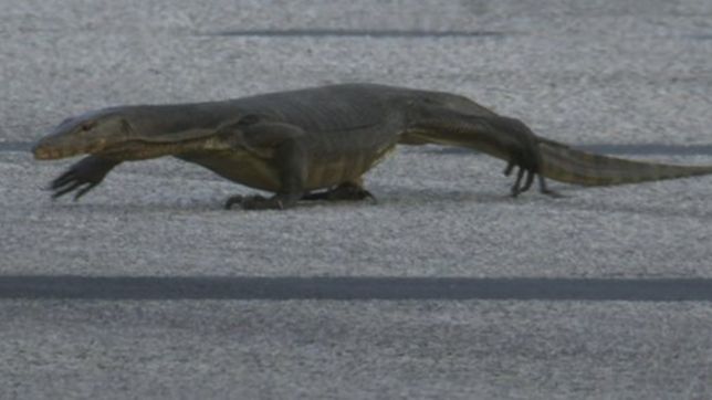 la aparicion de godzilla obligo a suspender la ultima practica de la formula 1 en singapur