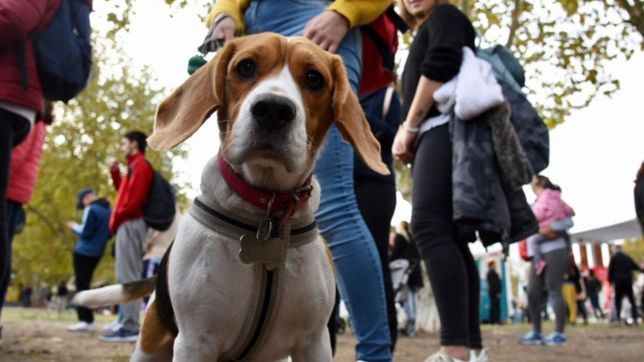 vacunacion, desparasitacion y atencion veterinaria gratuita en la plata: ¿donde se hara?