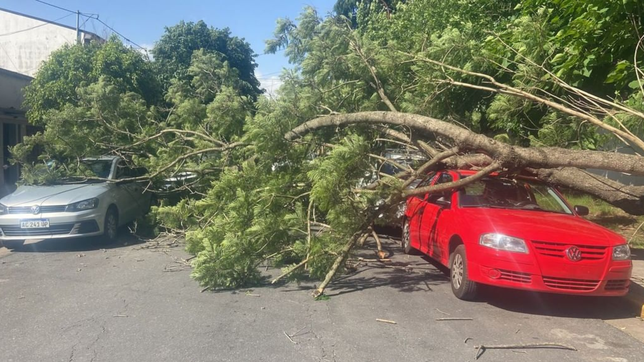 arboles caidos y autos destrozados por los fuertes vientos que azotaron a la ciudad