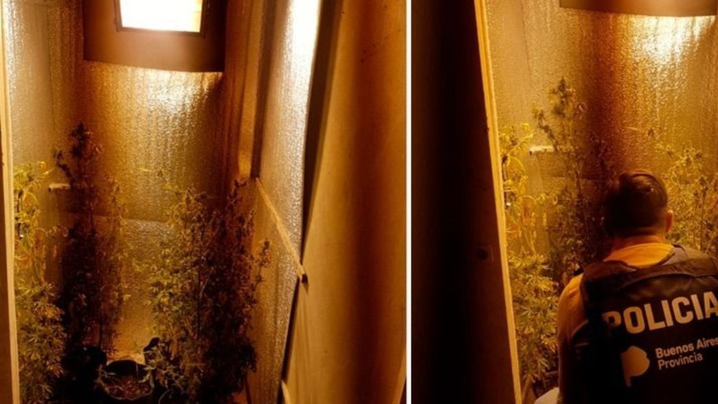 Sorpresa: investigaban una pelea callejera y encontraron seis plantas de marihuana