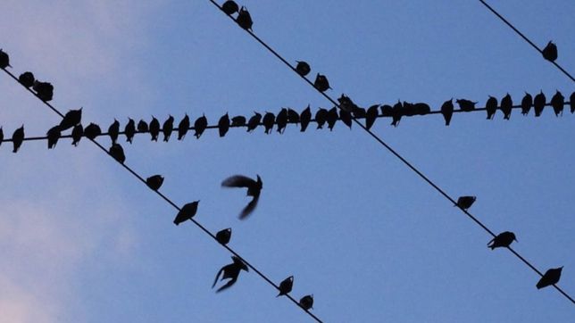 video: los estorninos invadieron calle 8, chocan a la gente y hasta defecan en la vereda