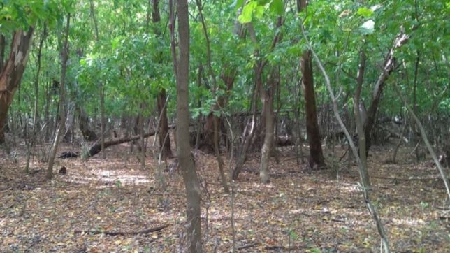 conmocion en la region: un hombre aparecio ahorcado en un parque de ensenada