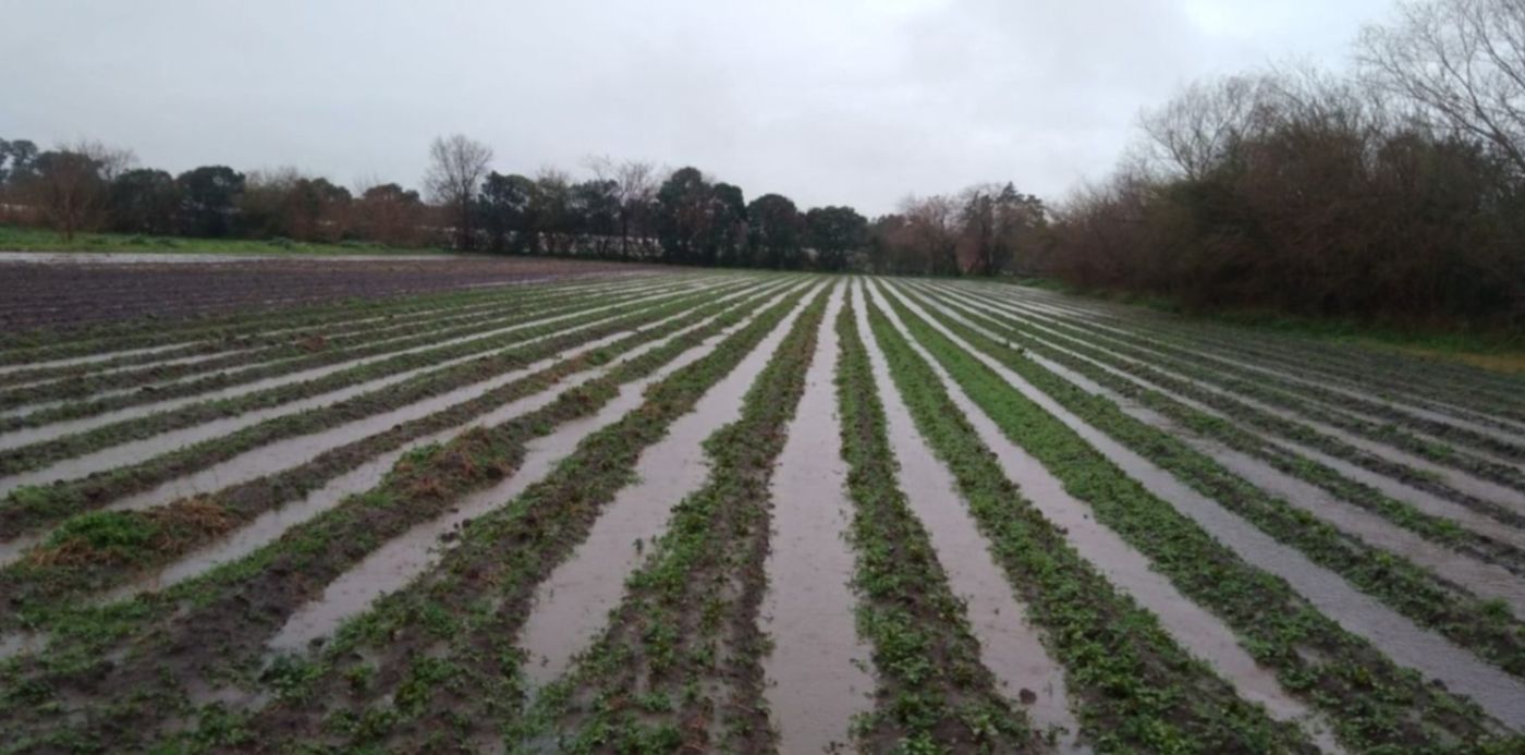 Daños por el temporal en el cinturón frutihortícola