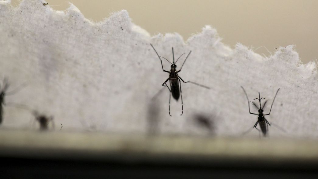 En la última semana de febrero se triplicaron los contagios de dengue en La Plata