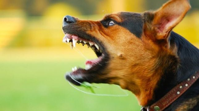 cuatro ladrones intentaron asaltar a una joven en la plata, pero su perro la defendio