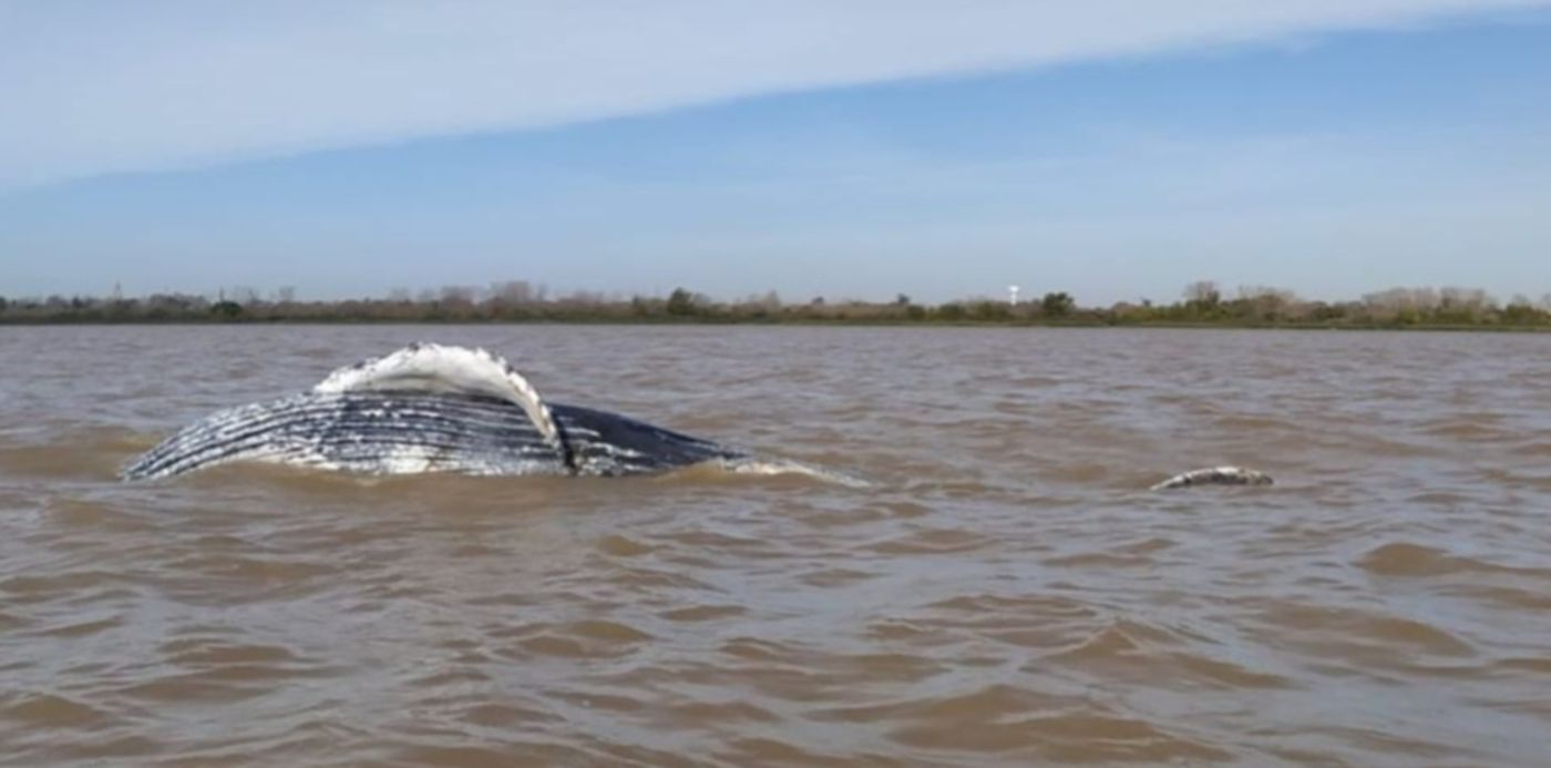 1622226370794.jpeg?x=4&y=215&width=952&height=476&rotate=0&scaleX=1&scaleY=1&ow=960&oh=813&&cw=1920&ch=950