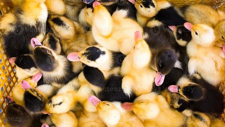 Detuvieron a dos hombres en La Plata por vender crías de patos y conejos en plena calle Detuvieron a dos hombres en La Plata por vender crías de patos y conejos en plena calle
