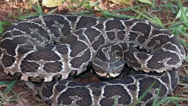 niegan que fueran yararas las serpientes que aparecieron en la plata: no son venenosas