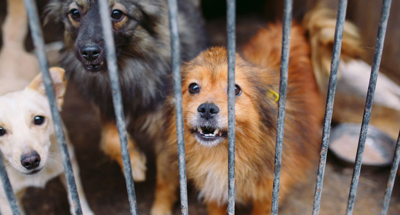 Refugio de mascotas2