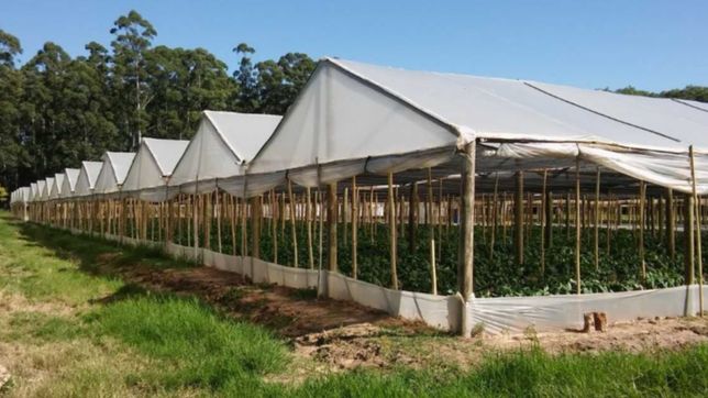 buscan regular la superficie de los invernaderos del cinturon horticola de la plata