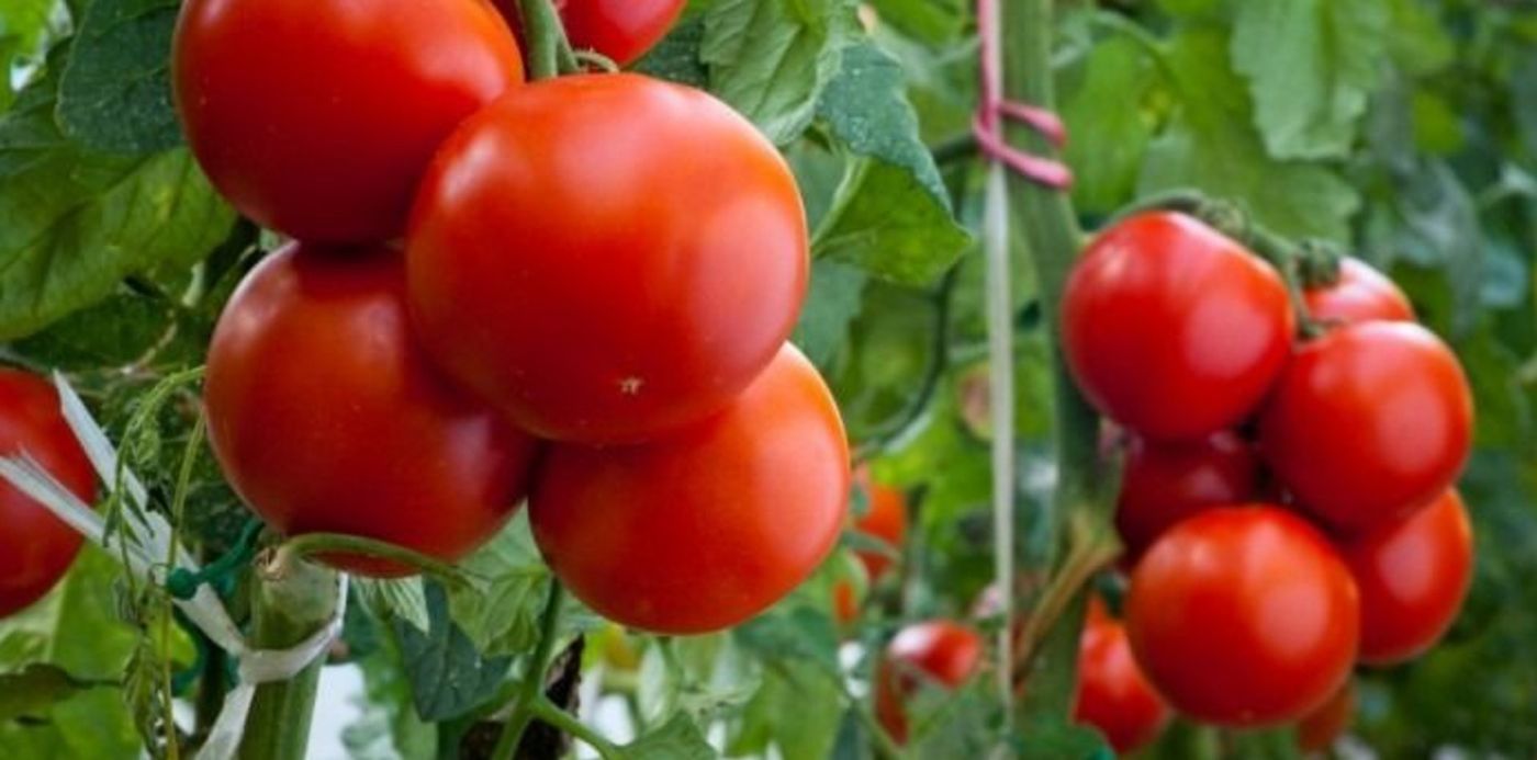 1524524737369.jpg?y=113&width=693&rotate=0&scaleY=1&x=2&height=347&scaleX=1&ow=696&oh=459&&cw=1920&ch=950