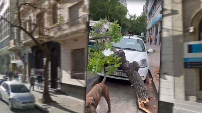 un arbol cayo sobre un auto en pleno centro y pudo ser una tragedia