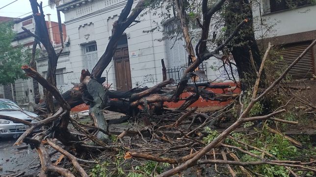 cayo un enorme arbol entre dos autos estacionados