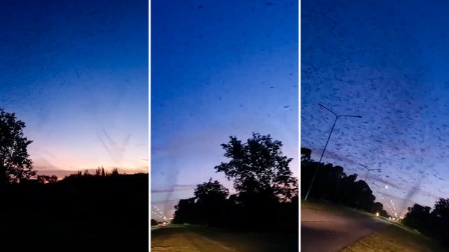 el impresionante video de las intensas nubes negras de mosquitos camino a punta lara