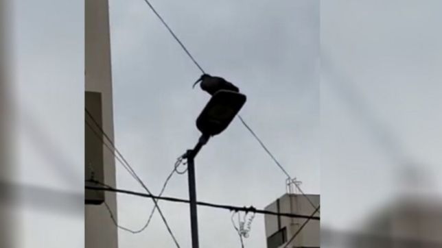 video: aparecio una extrana especie de ave en el centro de la plata