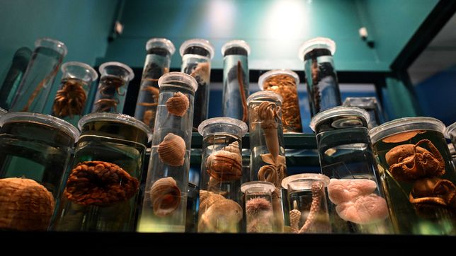 las fotos de la nueva sala del museo de la plata dedicada a los invertebrados y el fondo del mar