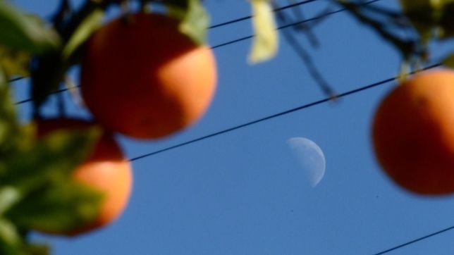 saldran a cosechar naranjas por las calles de la plata para ayudar a los comedores