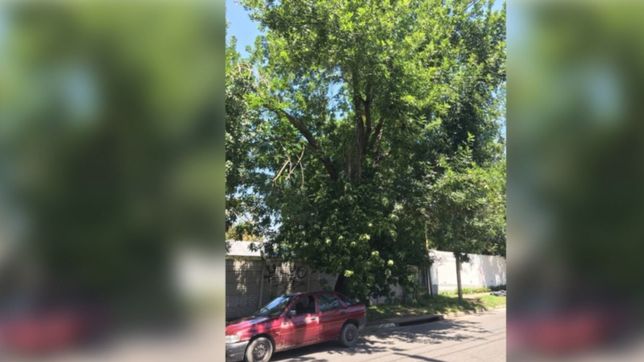 preocupacion en city bell por gran rama a punto de caer sobre los cables de luz