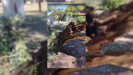 un arbol caido con abejas encendio la alarma entre vecinos del parque saavedra un arbol caido con abejas encendio la alarma entre vecinos del parque saavedra
