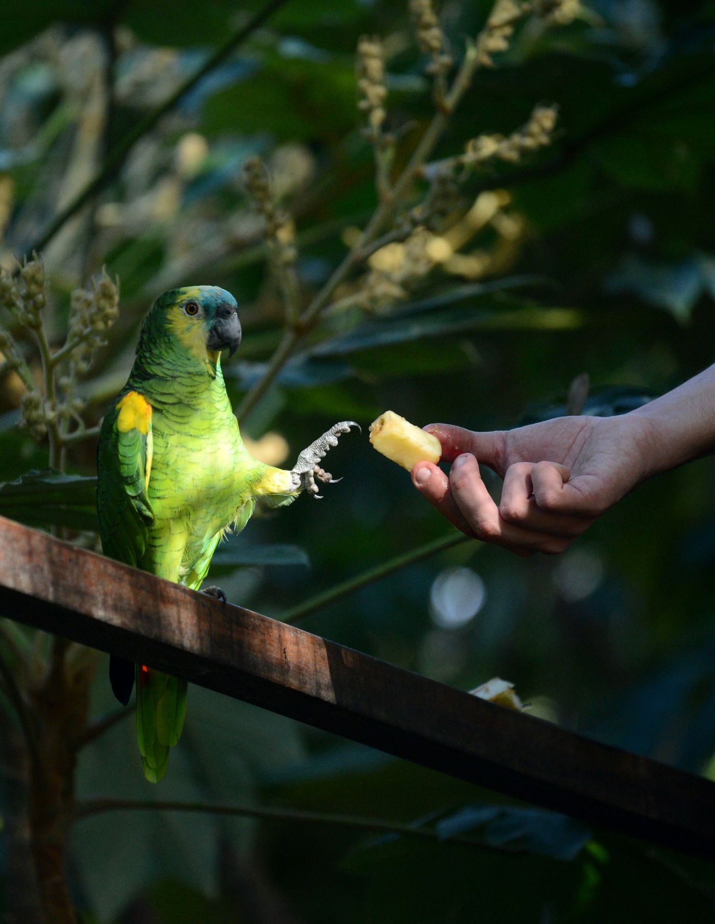 Bioparque Zoológico (6).jpg