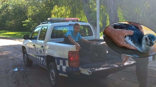 sorpresa en las costas de la region por la aparicion de un pingüino