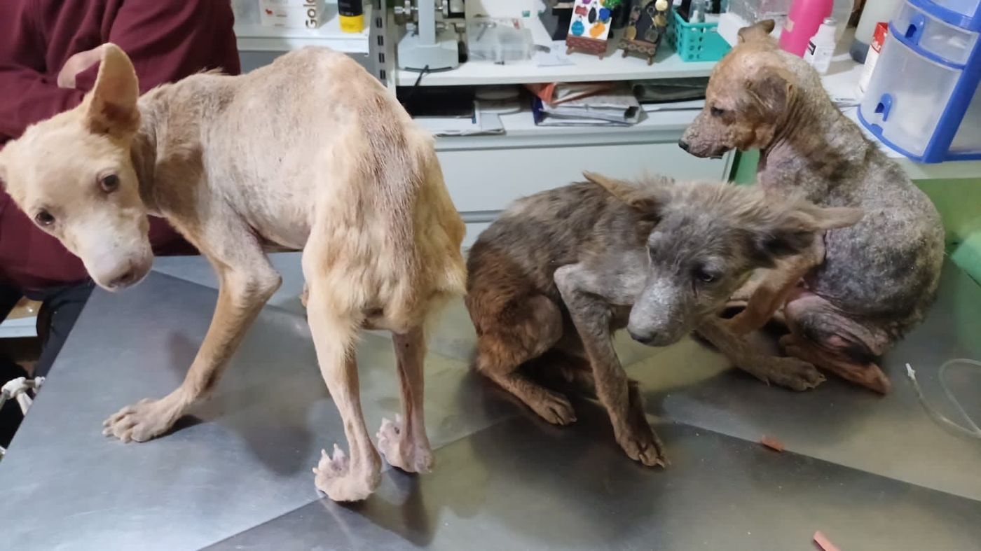 Perros maltratados Ensenada.jpeg