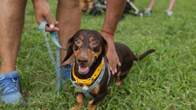 caminata, donaciones y mascotas: asi se prepara la plata para sus ?salchi patas?