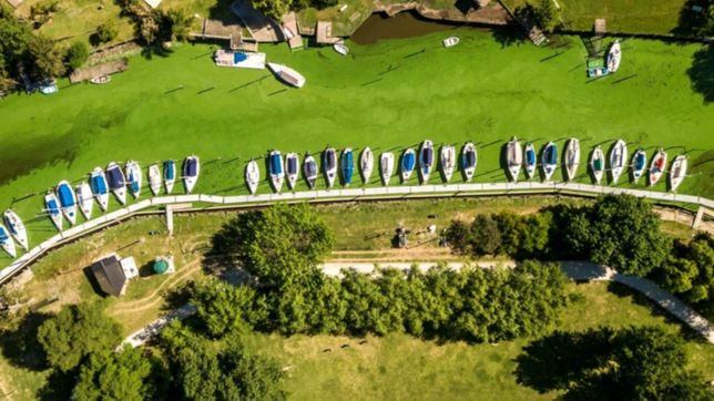 para el conicet, la invasion de cianobacterias invita a una buena educacion ambiental