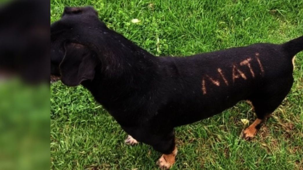 Repudio e indignación por pintarle el lomo a un perro de La Plata