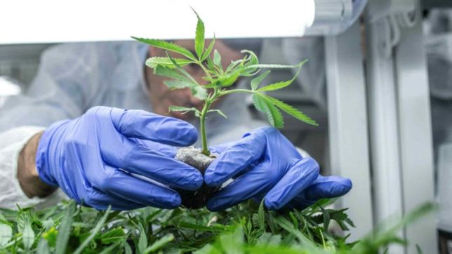 el gobierno asegura que la industria del cannabis creara 10.000 nuevos puestos de trabajo