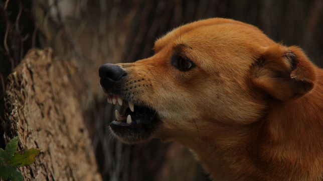 condenan a una veterinaria a pagarle $8 millones a una empleada atacada por su perro
