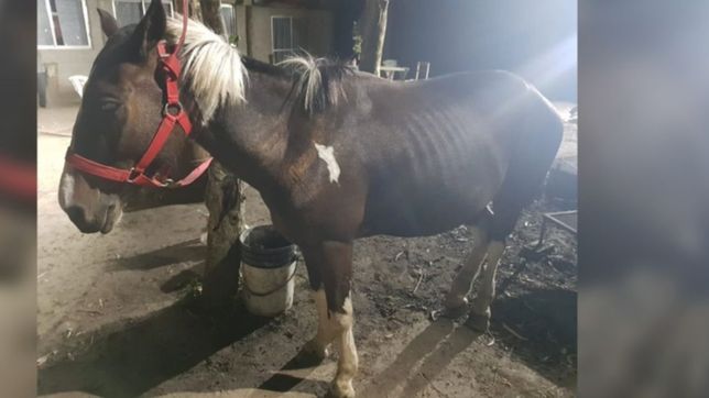 rescataron a manchita y ya son mas de 120 los caballos recuperados entre 2018 y 2019