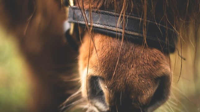 confirman un segundo caso de encefalitis equina en la plata y ya son 51 en toda la provincia