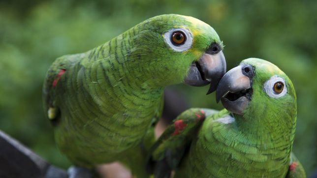 internaron en la plata a un hombre infectado con una peligrosa enfermedad que contagian los pajaros