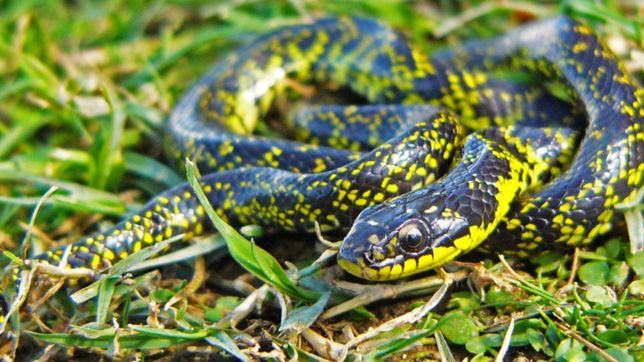 una culebra causo panico en un barrio platense pero expertos negaron que sea peligrosa