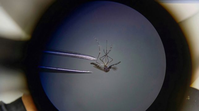 epidemia de dengue en argentina: aumentan los contagios y la incidencia