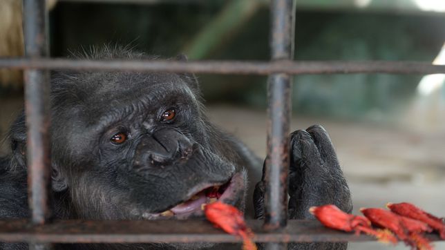 ¿quien fue tomy y como vivio el chimpance mas emblematico del ex zoo?