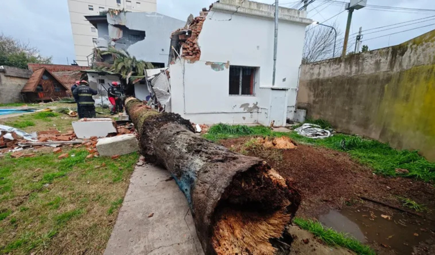 árbol caído en La Loma