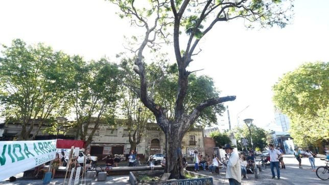 un abrazo para pedir que salven al jacaranda de la plazoleta la noche de los lapices