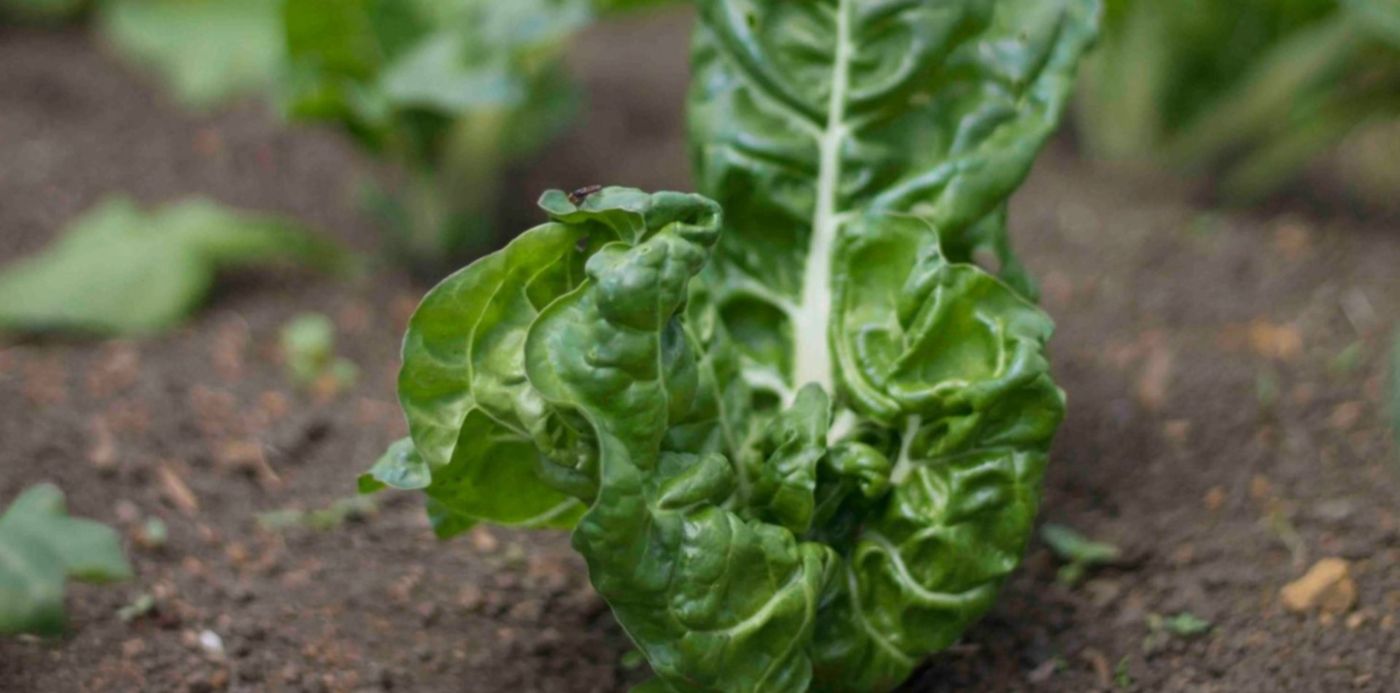 1558636924011.jpg?scaleY=1&ow=1500&y=200&width=1493&height=747&rotate=0&scaleX=1&oh=1000&x=3&&cw=1920&ch=950