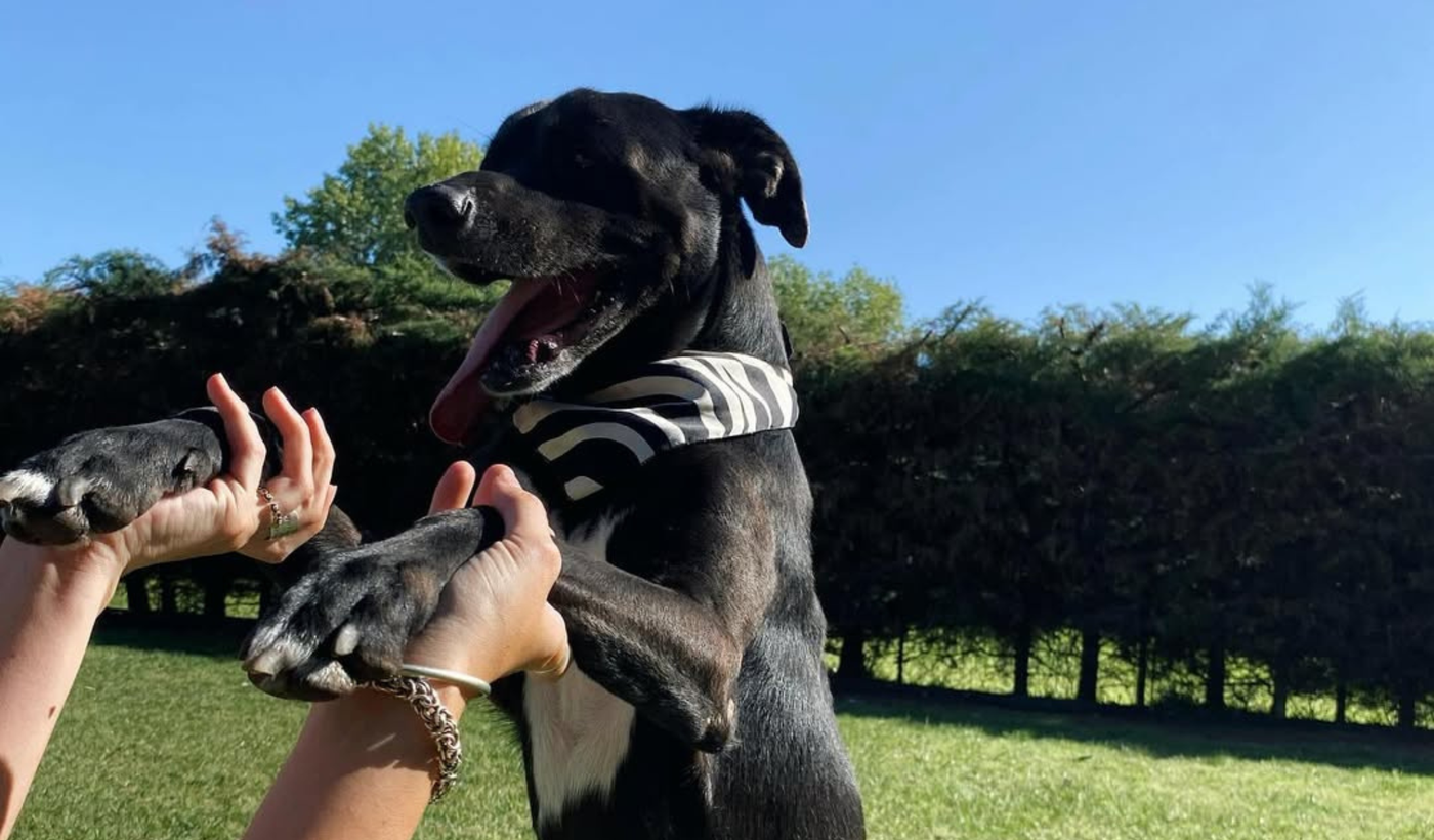 Perritos perros rescatados mascotas (1).png