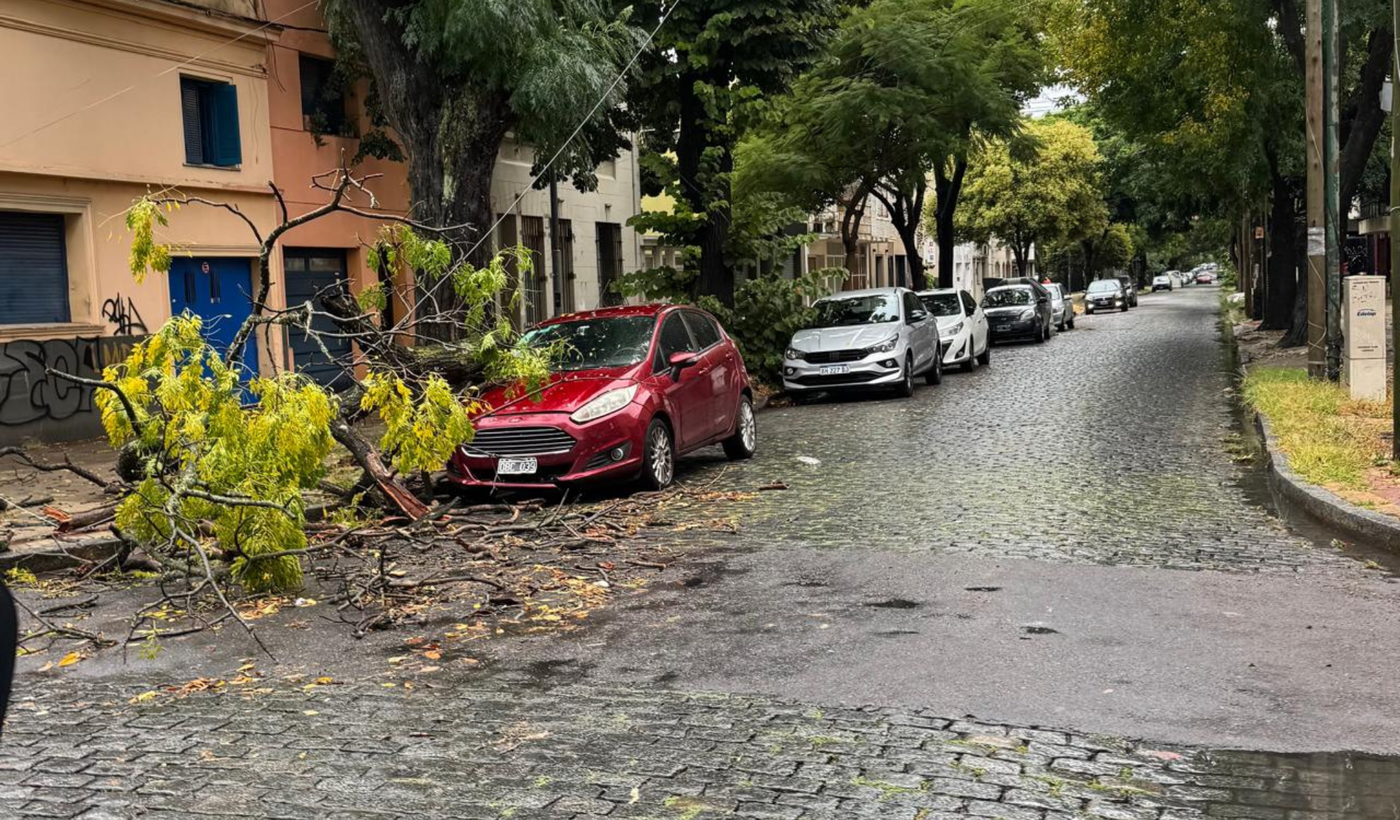 Arbos caído en 16 y 46