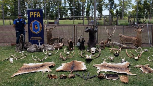 operativo ?arca de noe? en la plata: rescataron especies en peligro de extincion que iban a ser faenadas