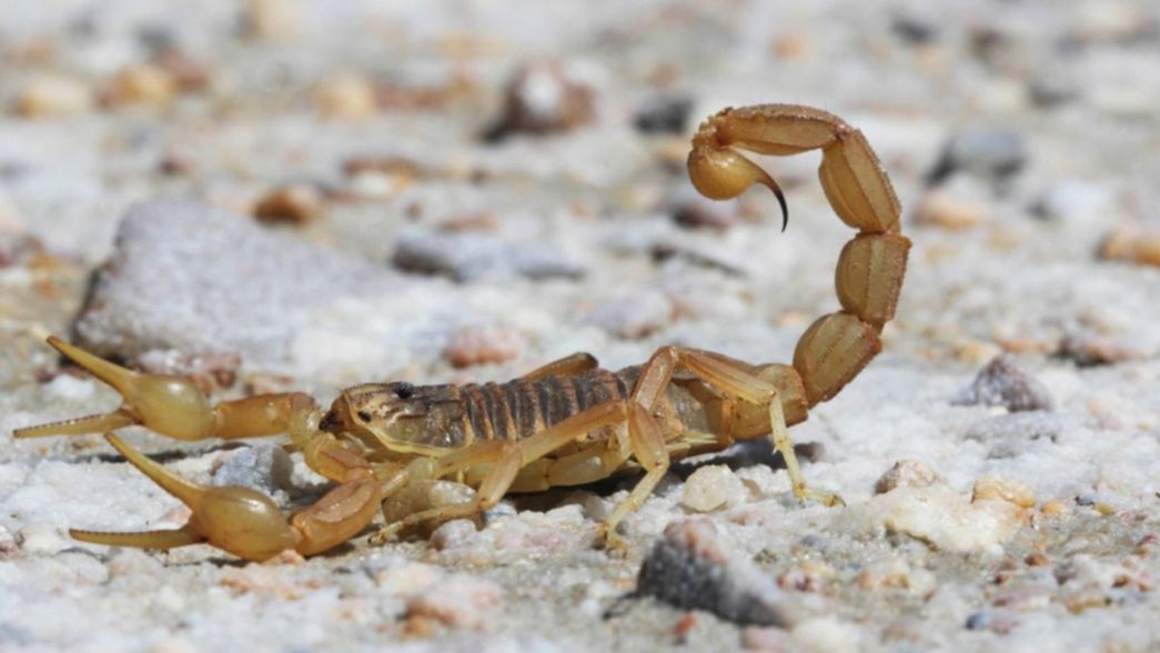 Alertan por la presencia de alacranes en La Plata e indican cómo evitar picaduras