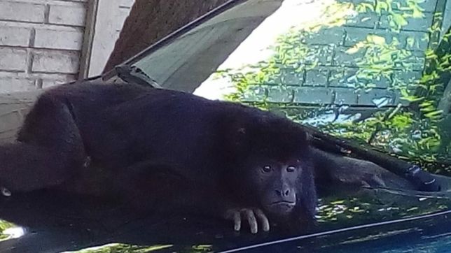 video: reaparecio el mono suelto en la plata, pero se lo llevaron dos chicos en moto