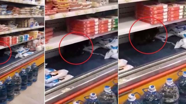 video: revuelo en la plata por un gato tomando leche en la heladera de un super chino