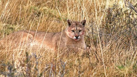 Aseguran que hay un puma suelto en la zona del Parque Pereyra y buscan capturarlo Aseguran que hay un puma suelto en la zona del Parque Pereyra y buscan capturarlo