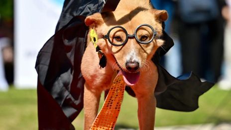 Se viene un desfile de mascotas con vacunación gratis y adopciones responsables Se viene un desfile de mascotas con vacunación gratis y adopciones responsables