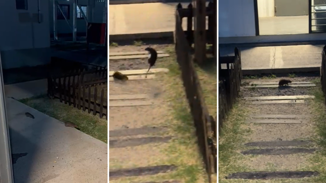 denuncian una gran invasion de ratas en una carcel de la plata en pleno brote de hantavirus