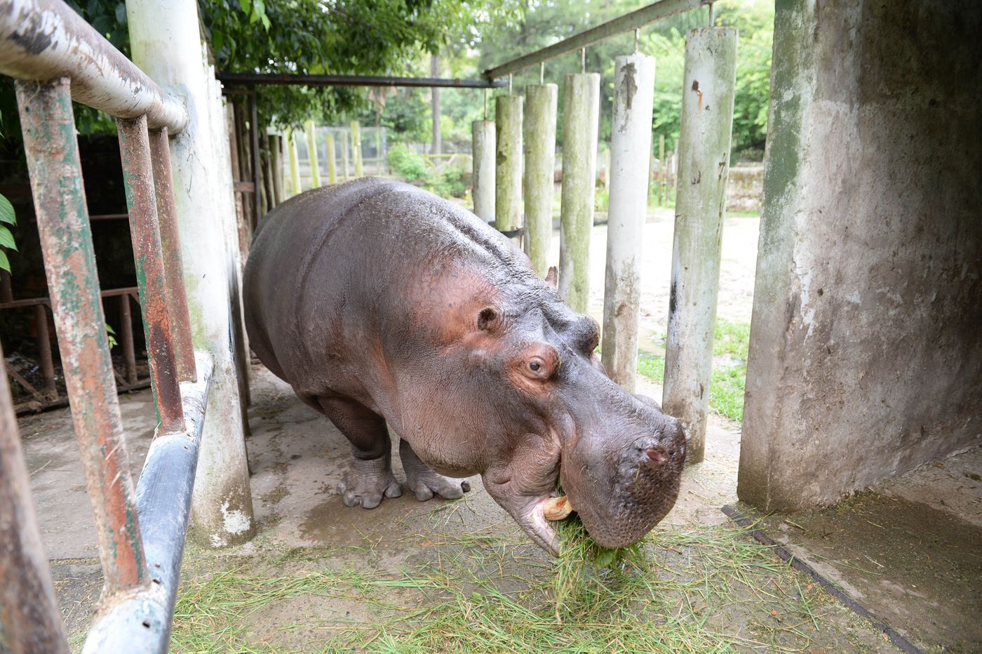 Hipólito hipopótamo ex zoo Bioparque